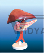 The dissection model of hepatopancreas and duodenum